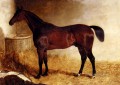 柔軟なルーズボックスに入った栗色の競走馬 ジョン・フレデリック・ヘリング・ジュニア馬